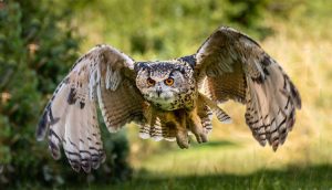 تعرف على أكبر 10 أنواع من البوم في العالم