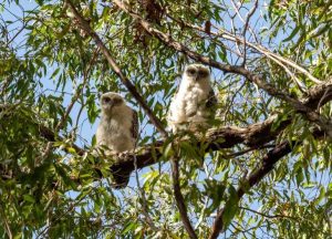 تعرف على أكبر 10 أنواع من البوم في العالم