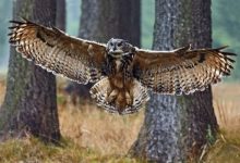 تعرف على أكبر 10 أنواع من البوم في العالم