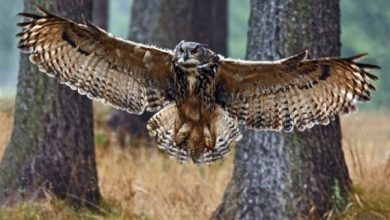 تعرف على أكبر 10 أنواع من البوم في العالم