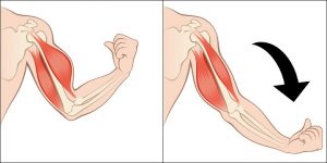 تدريب الأثقال في حرق الدهون وتقوية العضلات