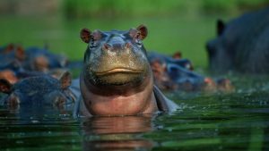 12 طريقة للهروب من 12 حيوان خطير