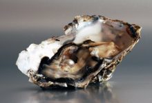 لماذا اللؤلؤة متناظرة ومستديرة؟