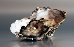 لماذا اللؤلؤة متناظرة ومستديرة؟