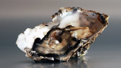 لماذا اللؤلؤة متناظرة ومستديرة؟