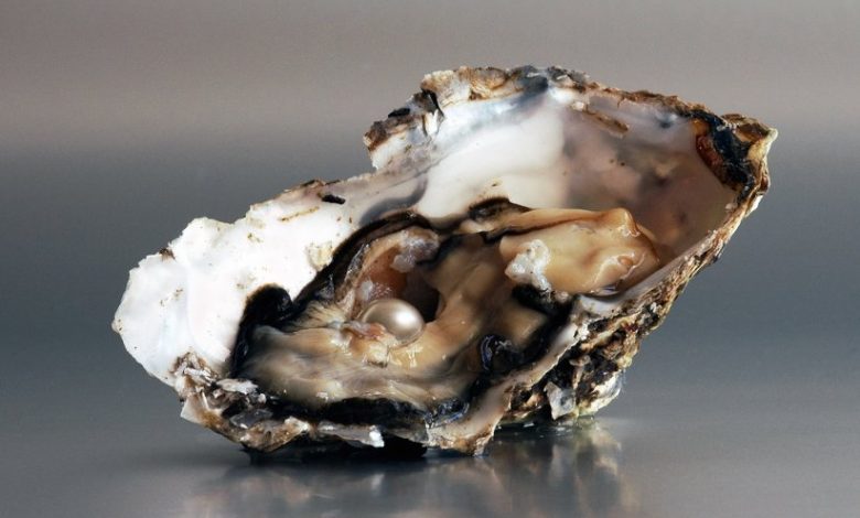 لماذا اللؤلؤة متناظرة ومستديرة؟