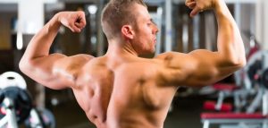 عضلات الظهر