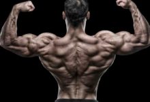 عضلات الظهر