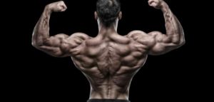 عضلات الظهر