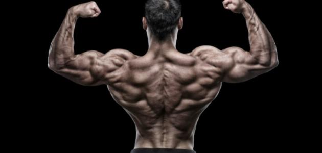 عضلات الظهر