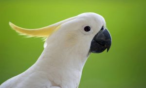 الحيوانات التي تعيش لفترة طويلة