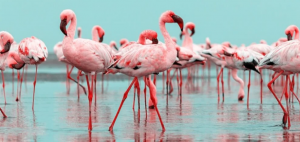 الحيوانات التي تنام كثيرًا