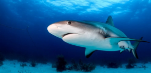 الحيوانات التي تنام كثيرًا