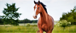 الحيوانات التي تنام كثيرًا