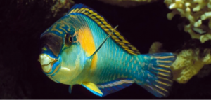 الحيوانات التي تنام كثيرًا