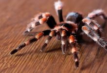 الحيوانات ذات ألوان الدم المختلف