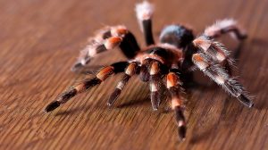 الحيوانات ذات ألوان الدم المختلف