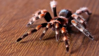 الحيوانات ذات ألوان الدم المختلف