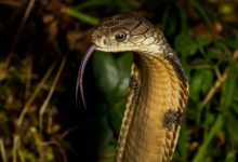 الحيوانات ذات ألوان الدم المختلف