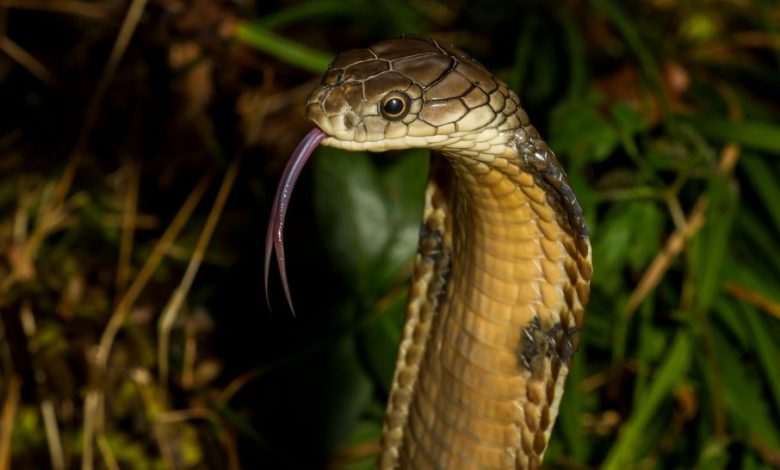 الحيوانات ذات ألوان الدم المختلف